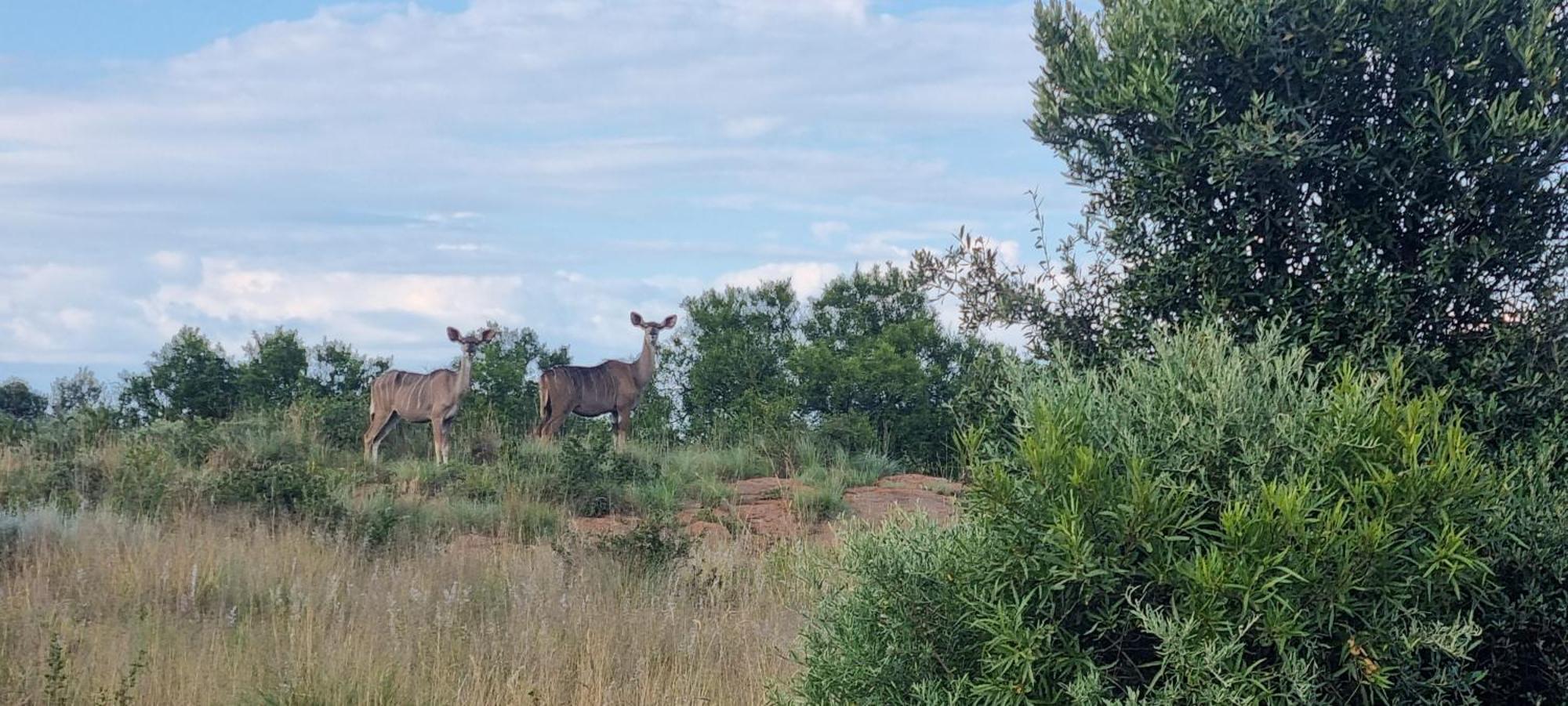 Villa Kareekloof Game Farm Derby Esterno foto